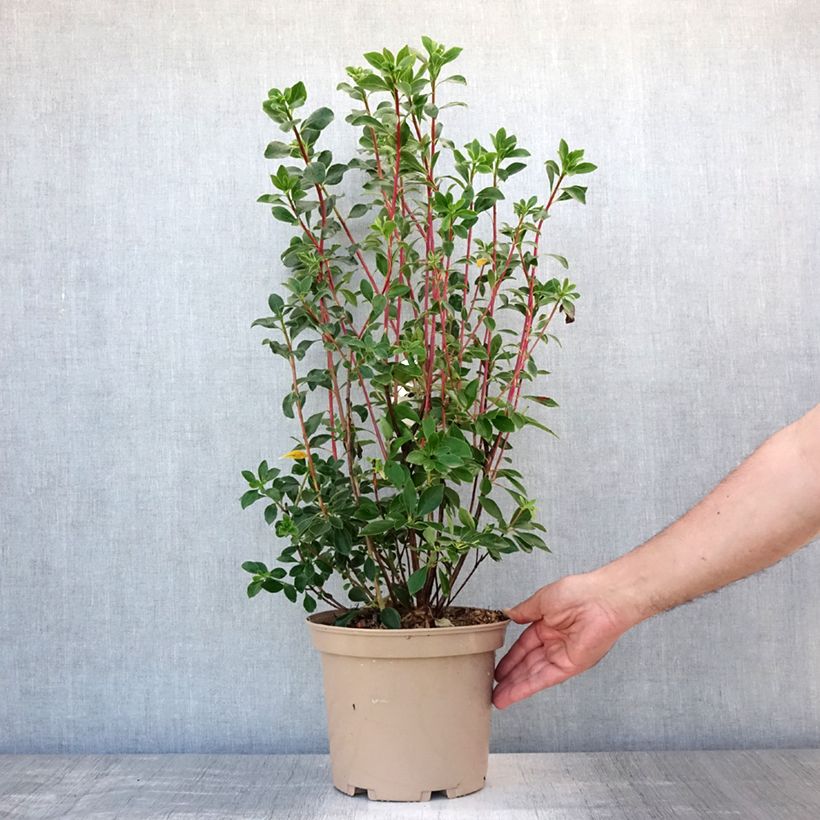 Exemplar von Enkianthus campanulatus Red Bells - Prachtglocke Topf mit 2L/3L wie im Sommer geliefert