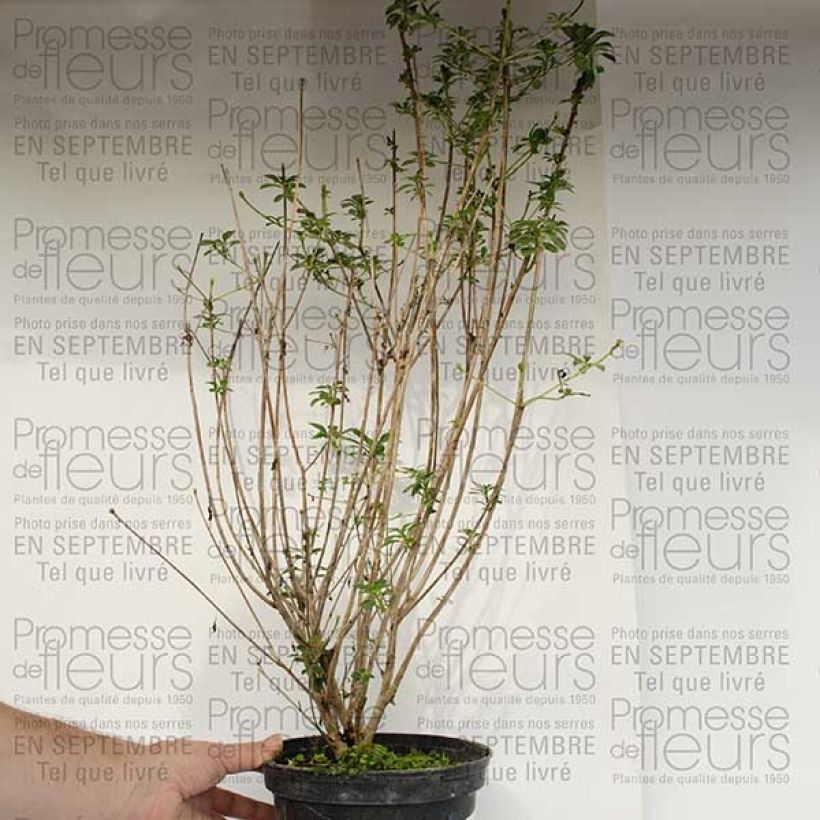 Example of Enkianthus campanulatus var. palibinii - Prachtglocke Topf mit 4L/5L as you get