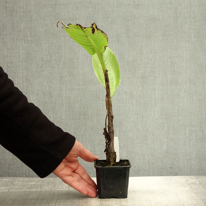 Example of Ensete glaucum - Schneebanane Kleine Töpfe von 8/9 cm as you get in automne