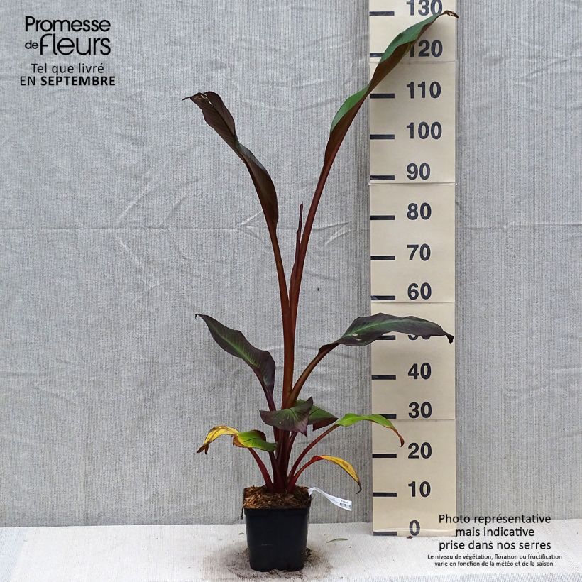 Example of Ensete ventricosum Maurelii - Abessinische Banane Topf mit 2L/3L as you get in automne