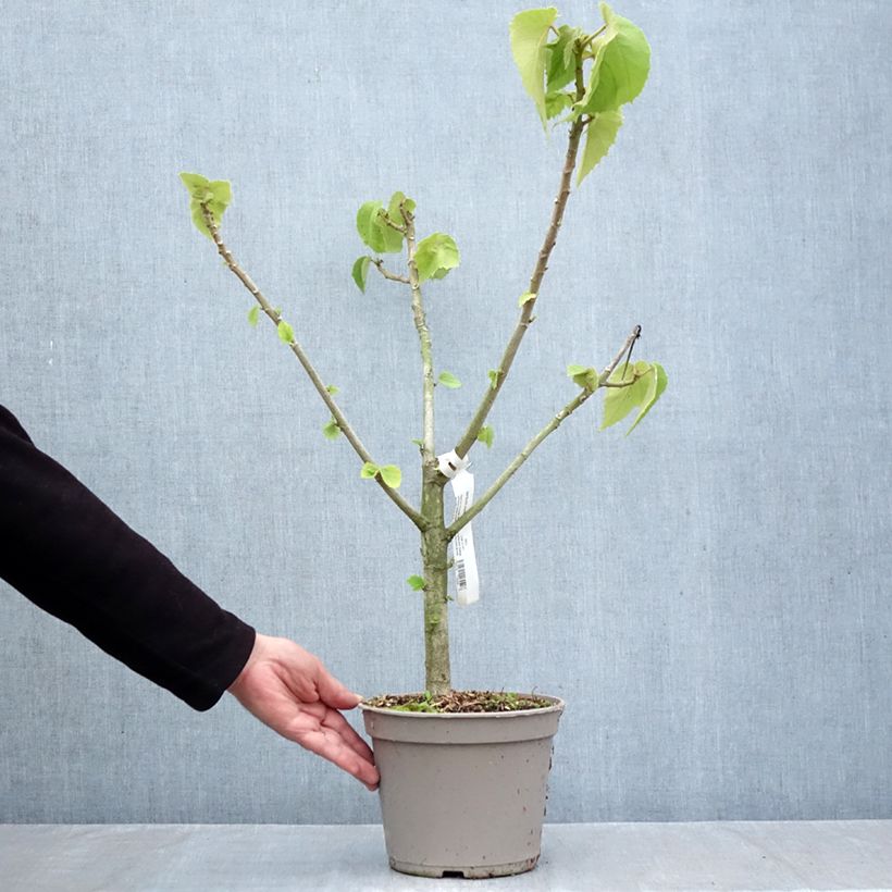 Exemplar von Entelea arborescens - Whau Topf mit 4L/5L wie im Herbst geliefert