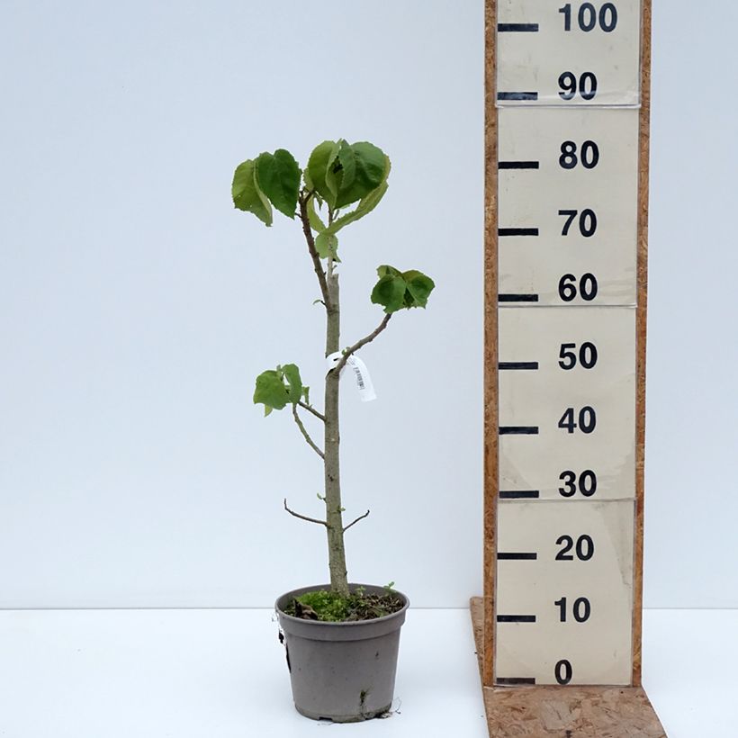 Exemplar von Entelea arborescens - Whau Topf mit 4L/5L wie im Winter geliefert