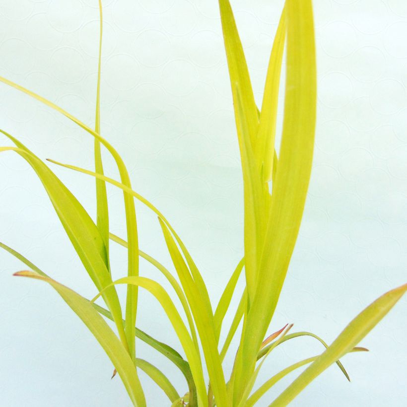 Tradescantia andersoniana Angelic Charm - Dreimasterblume (Foliage)