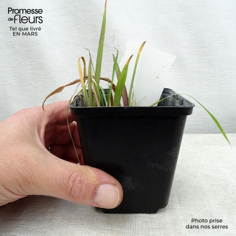 Exemplar von Tradescantia andersoniana Angelic Charm - Dreimasterblume Kleine Töpfe von 8/9 cm wie im Frühjahr geliefert