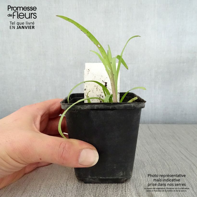 Exemplar von Tradescantia andersoniana Angelic Charm - Dreimasterblume Kleine Töpfe von 8/9 cm wie im Winter geliefert