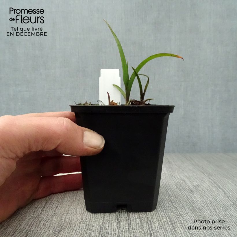 Exemplar von Tradescantia andersoniana Sweet Kate - Dreimasterblume Kleine Töpfe von 8/9 cm wie im Winter geliefert