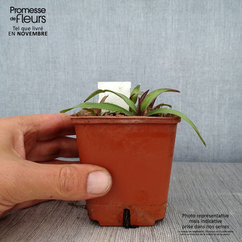 Example of Tradescantia andersoniana Angelic Charm - Dreimasterblume Kleine Töpfe von 8/9 cm as you get in automne