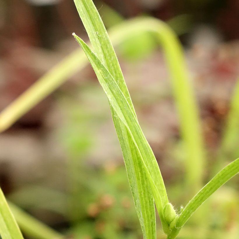 Tradescantia andersoniana Bilberry Ice - Dreimasterblume (Foliage)