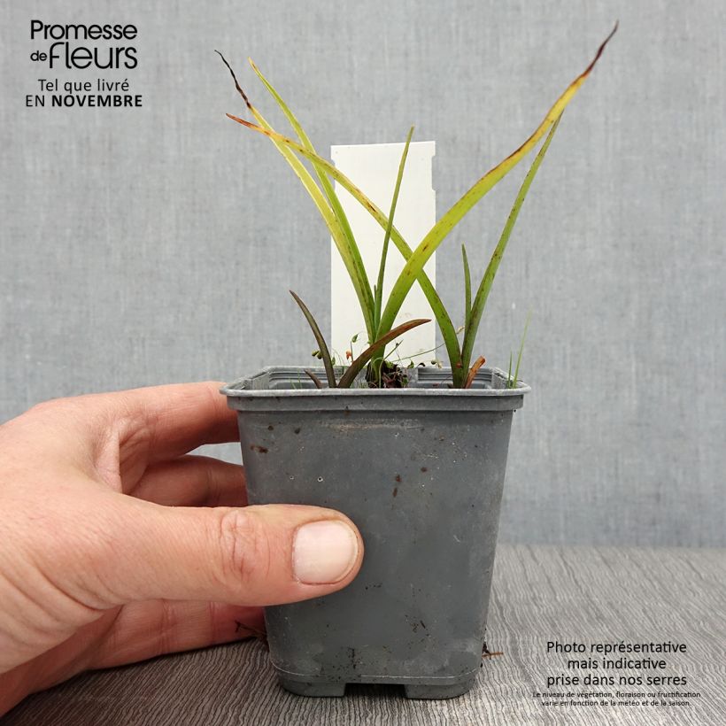 Example of Tradescantia andersoniana Blue and Gold - Dreimasterblume Kleine Töpfe von 8/9 cm as you get in automne