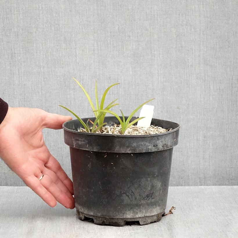 Exemplar von Tradescantia andersoniana Blue and Gold - Dreimasterblume Topf mit 2L/3L wie im Herbst geliefert