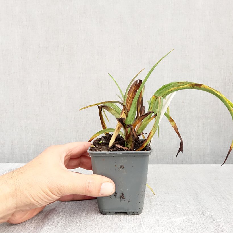 Exemplar von Tradescantia andersoniana JC Weguelin - Dreimasterblume Kleine Töpfe von 8/9 cm wie im Herbst geliefert