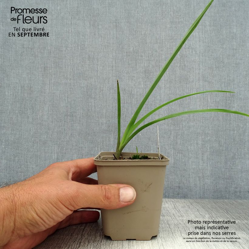 Example of Tradescantia andersoniana JC Weguelin - Dreimasterblume Kleine Töpfe von 8/9 cm as you get in ete