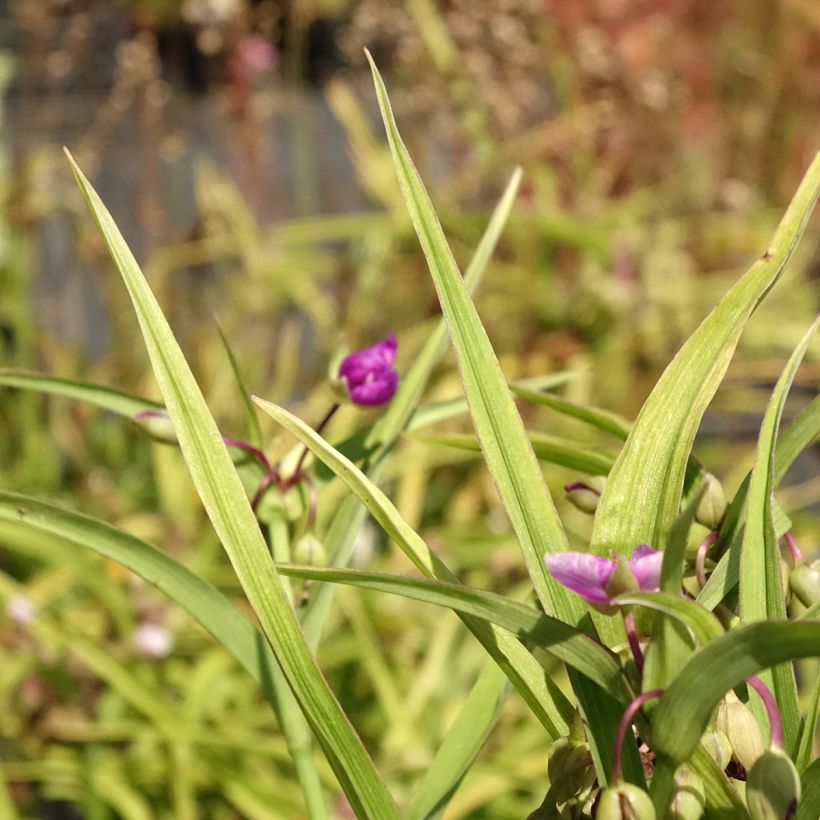 Tradescantia andersoniana Karminglut - Dreimasterblume (Foliage)