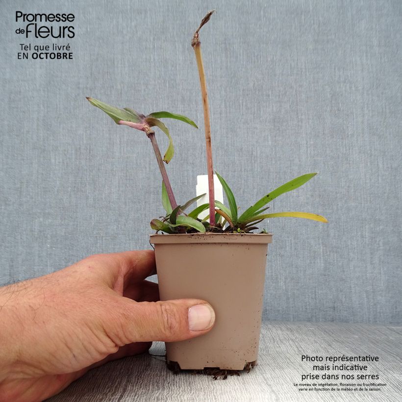 Example of Tradescantia andersoniana Karminglut - Dreimasterblume Kleine Töpfe von 8/9 cm as you get in automne