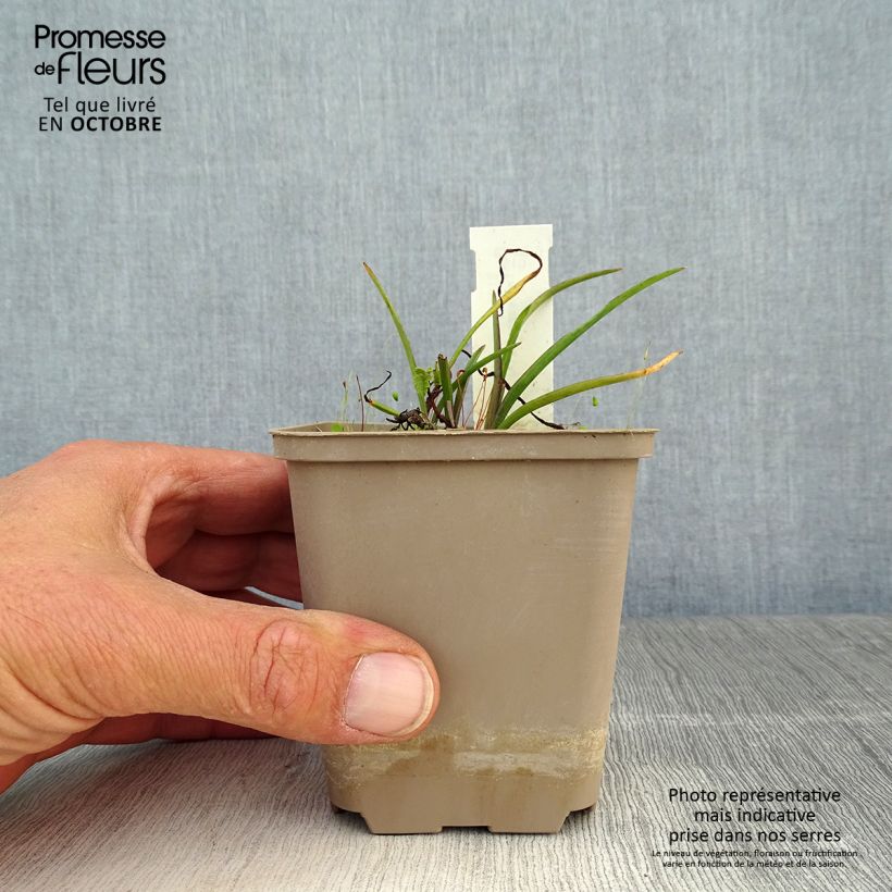 Example of Tradescantia andersoniana Little Doll - Dreimasterblume Kleine Töpfe von 8/9 cm as you get in automne