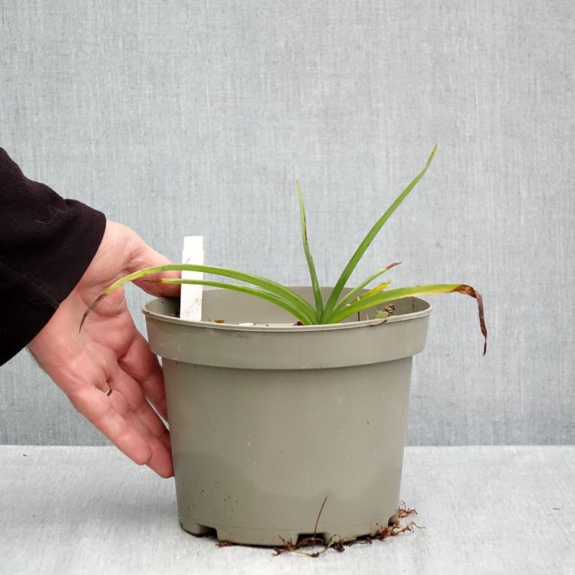 Exemplar von Tradescantia andersoniana Ocean Blue - Dreimasterblume Topf mit 2L/3L wie im Herbst geliefert