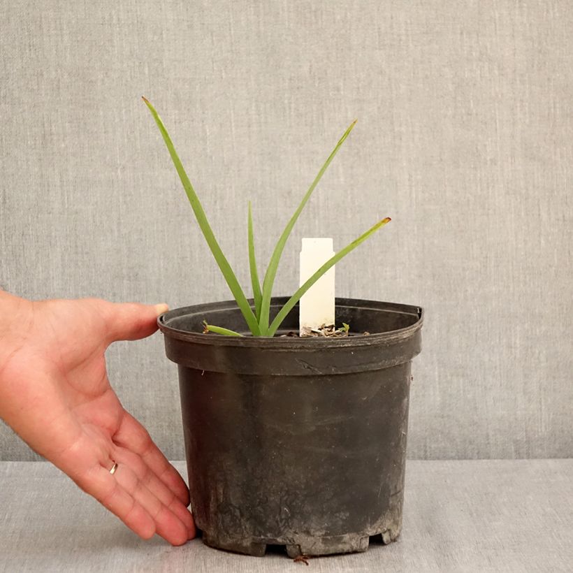 Example of Tradescantia andersoniana Ocean Blue - Dreimasterblume Topf mit 2L/3L as you get in ete