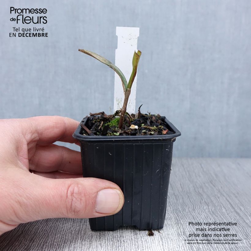 Example of Tradescantia andersoniana Osprey - Dreimasterblume Kleine Töpfe von 8/9 cm as you get in automne