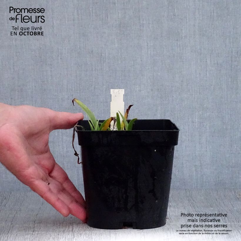 Example of Tradescantia andersoniana Osprey - Dreimasterblume Topf mit 2L/3L as you get in automne