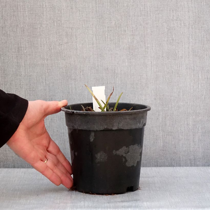 Example of Tradescantia andersoniana Pink Chablis - Dreimasterblume Topf mit 2L/3L as you get in hiver