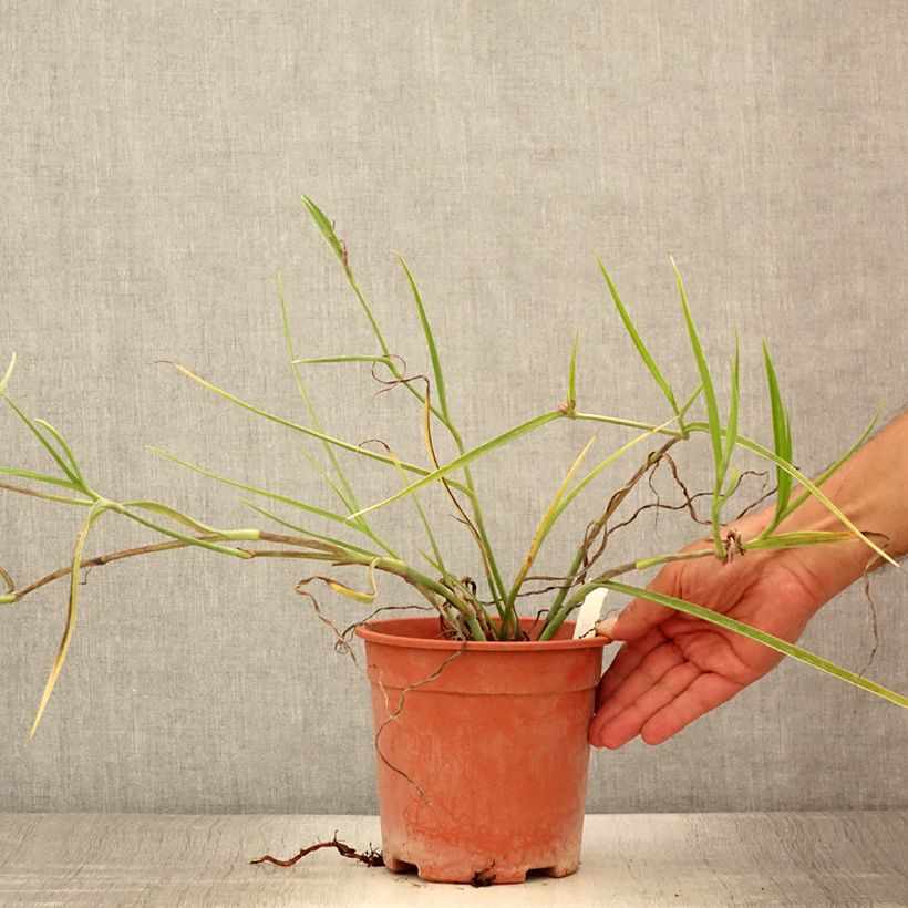 Example of Tradescantia andersoniana Red Grape - Dreimasterblume Topf mit 2L/3L as you get in ete