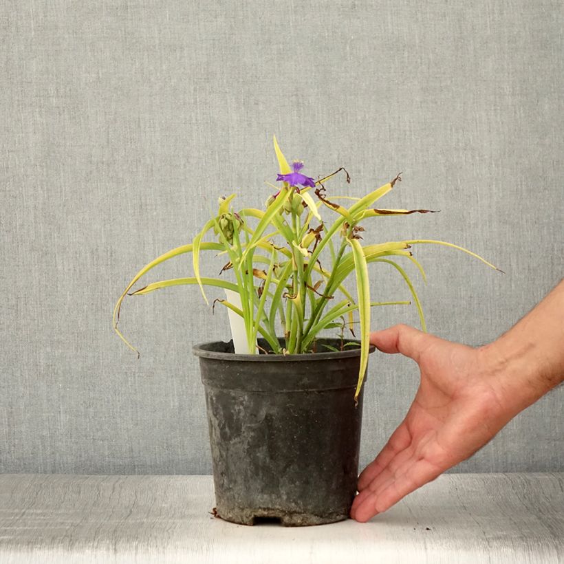 Example of Tradescantia andersoniana Sweet Kate - Dreimasterblume Topf mit 2L/3L as you get in ete