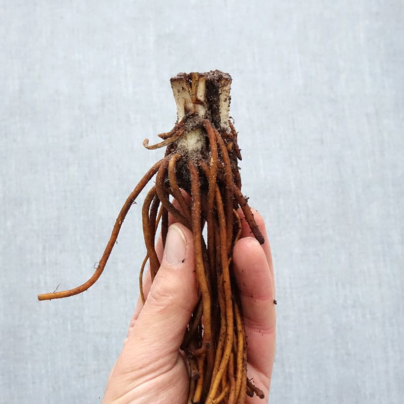 Example of Tradescantia andersoniana Sweet Kate - Dreimasterblume Wurzelnackt as you get in hiver
