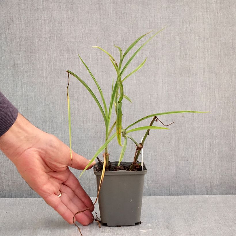 Exemplar von Tradescantia andersoniana Perrine's Pink - Dreimasterblume Kleine Töpfe von 8/9 cm wie im Herbst geliefert