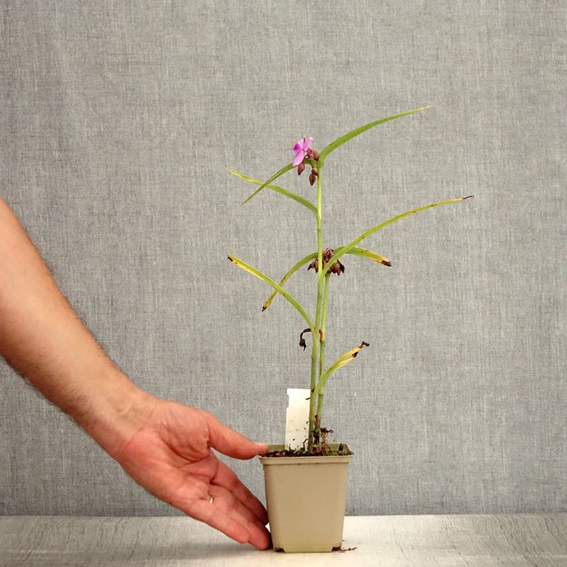Example of Tradescantia andersoniana Perrine's Pink - Dreimasterblume Kleine Töpfe von 8/9 cm as you get in ete