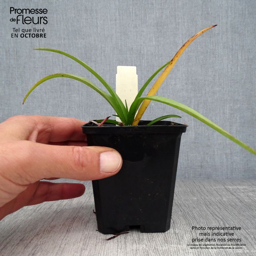 Example of Tradescantia andersoniana Zwanenburg Blue - Dreimasterblume Kleine Töpfe von 8/9 cm as you get in automne