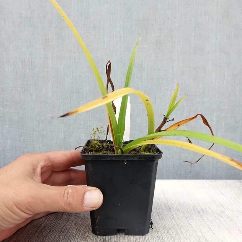 Example of Tradescantia andersoniana Innocence - Dreimasterblume Kleine Töpfe von 8/9 cm as you get in automne