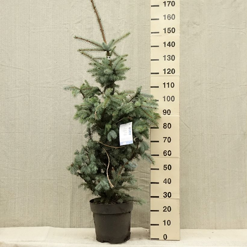 Example of Picea pungens Edith Stück as you get in ete
