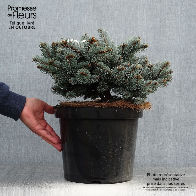 Example of Picea pungens Glauca Globosa Topf mit 4L/5L as you get in automne