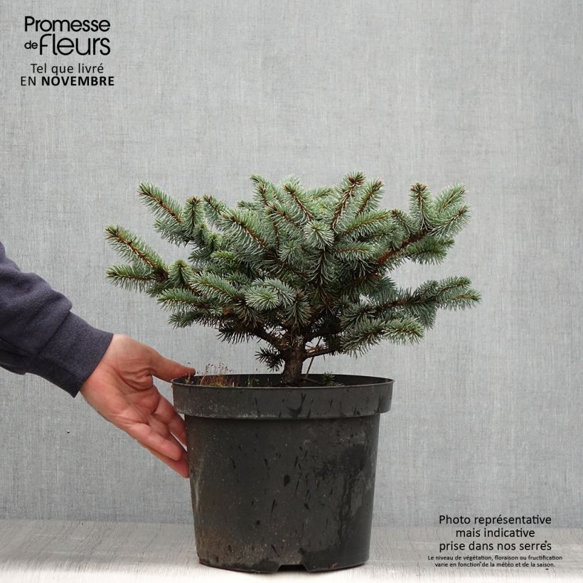 Example of Picea pungens Glauca Globosa Topf mit 2L/3L as you get in automne