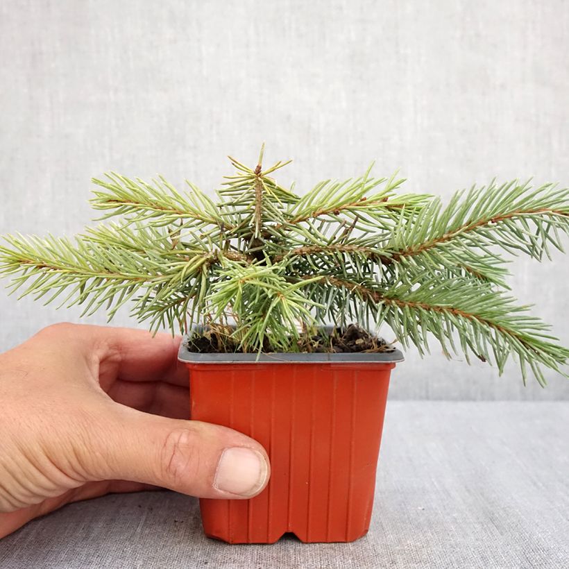 Example of Picea pungens Karpaten Kleine Töpfe von 8/9 cm as you get in ete