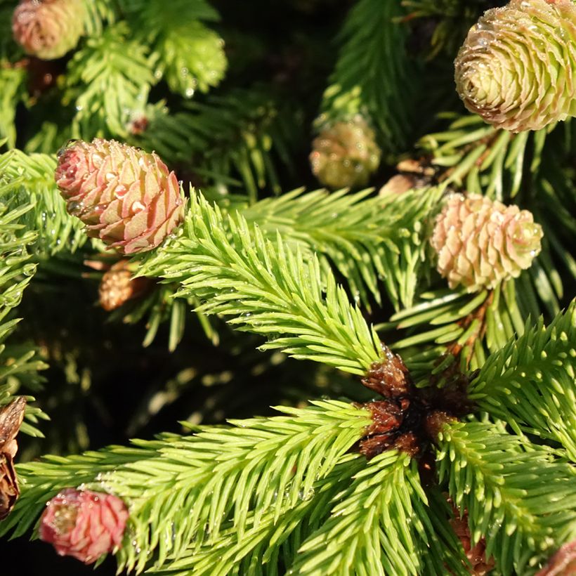 Picea abies Pusch (Foliage)