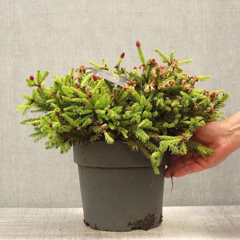 Exemplar von Picea abies Pusch Stück wie im Frühjahr geliefert