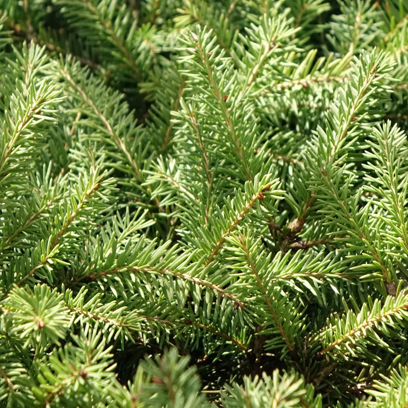 Picea abies Zagwiżdże (Laub)