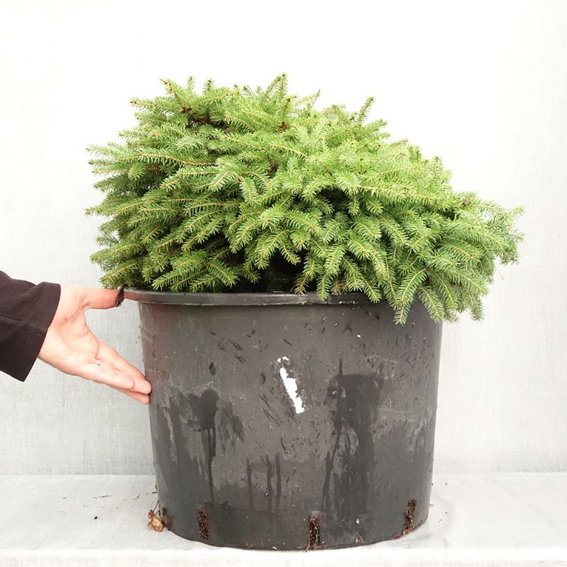 Exemplar von Picea abies Zagwiżdże Topf mit 30L/35L wie im Herbst geliefert