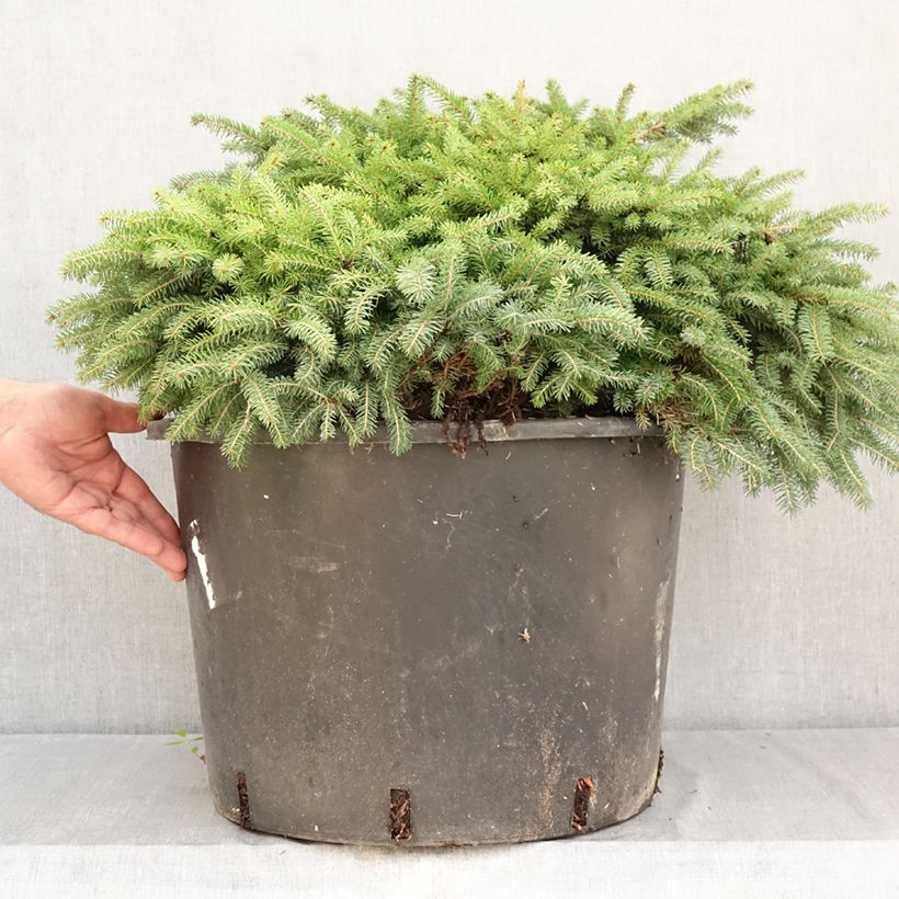 Example of Picea abies Zagwiżdże Topf mit 30L/35L as you get in ete