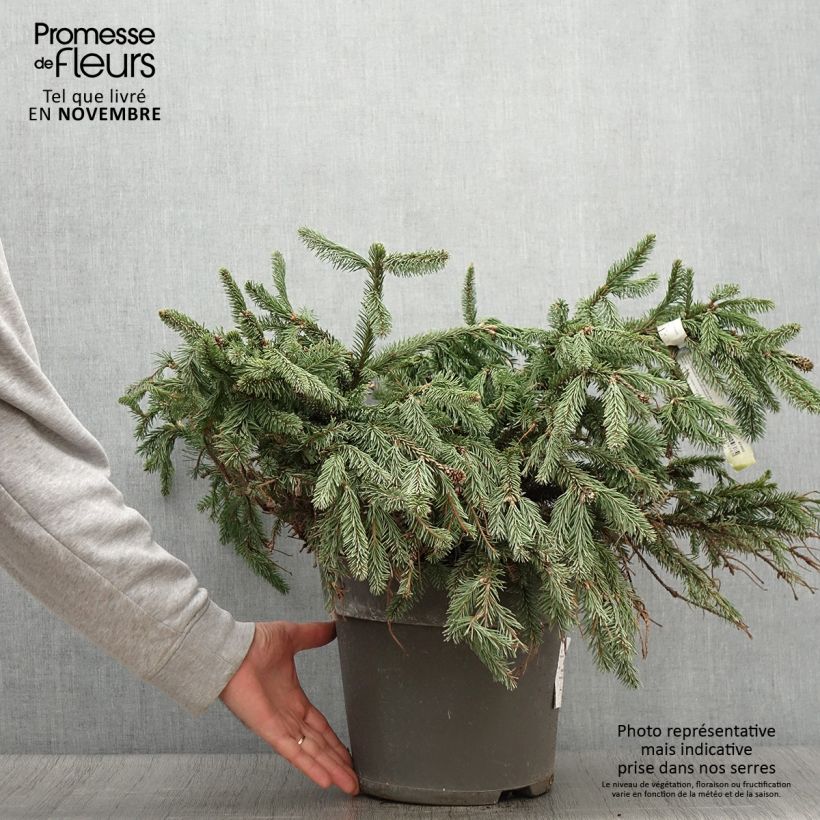 Example of Picea abies Acrocona Topf mit 3L/4L as you get in automne