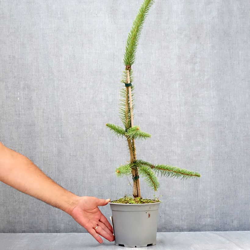 Example of Picea abies Cranstonii Topf mit 3L/4L as you get in ete