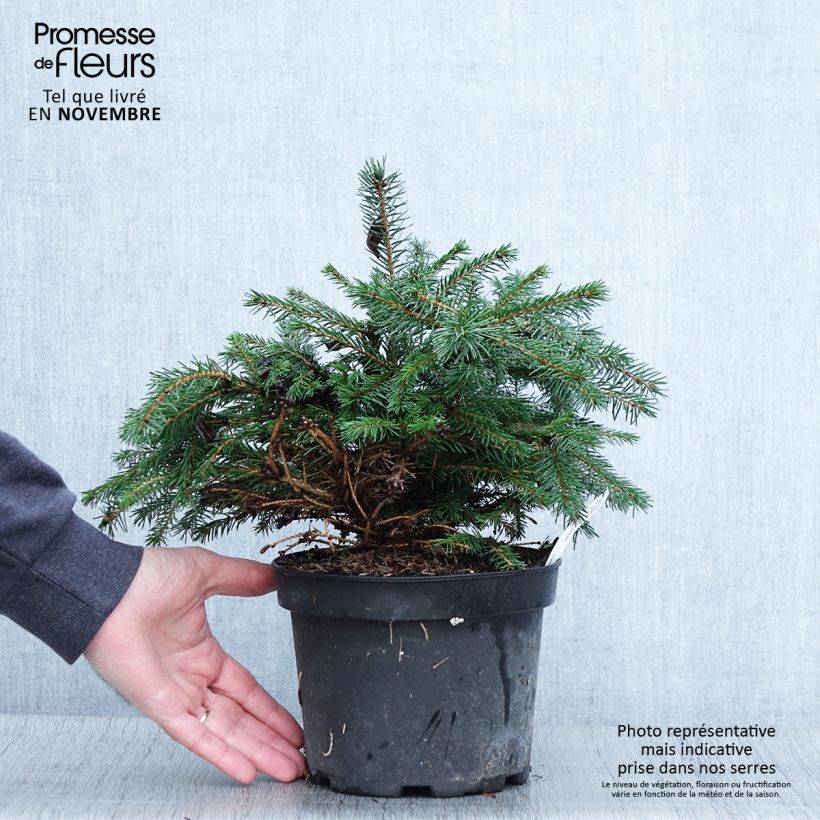 Example of Picea abies Maxwellii Topf mit 2L/3L as you get in automne
