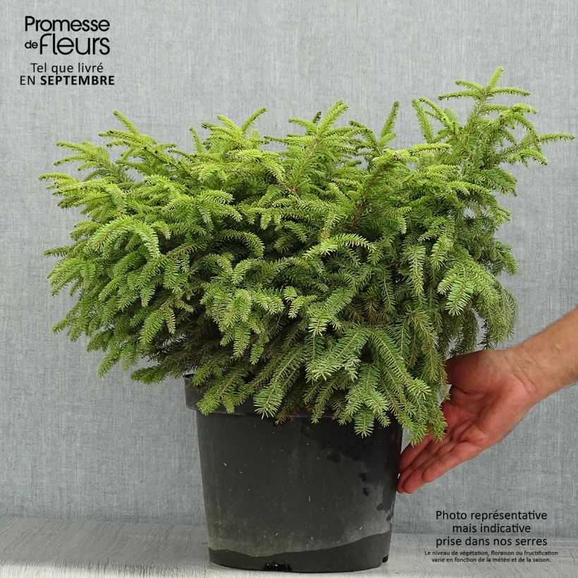 Example of Picea abies Nidiformis Topf mit 7,5L/10L as you get in ete