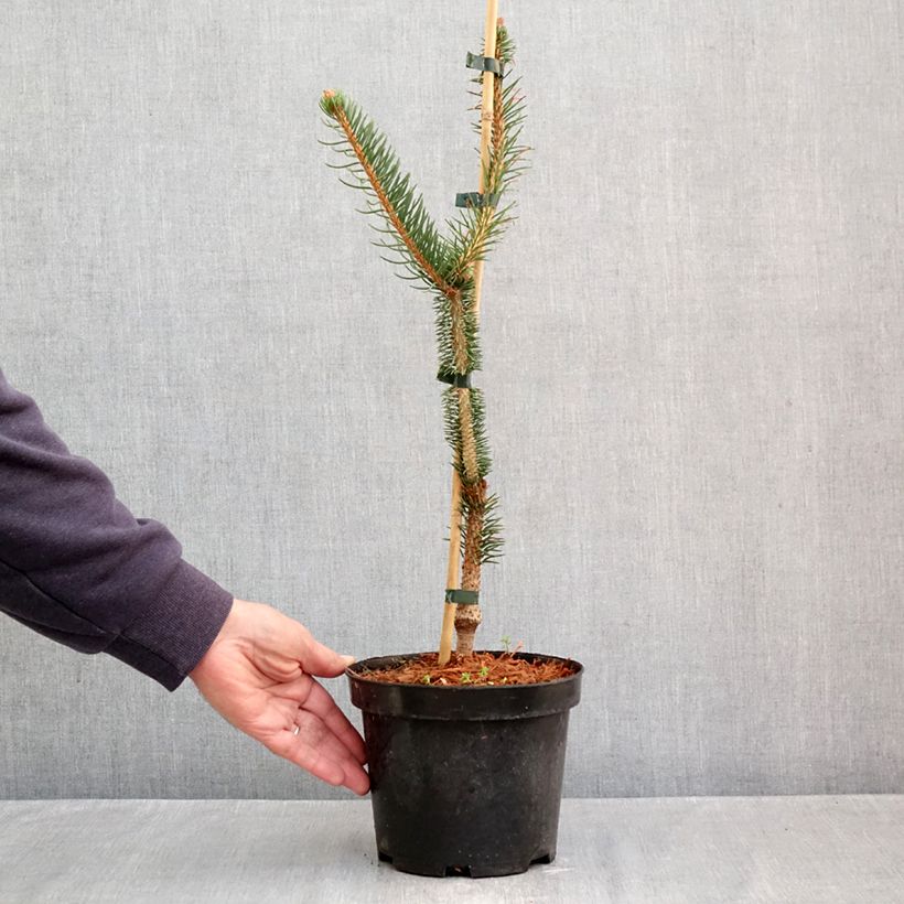 Exemplar von Picea abies Virgata Topf mit 3L/4L wie im Herbst geliefert