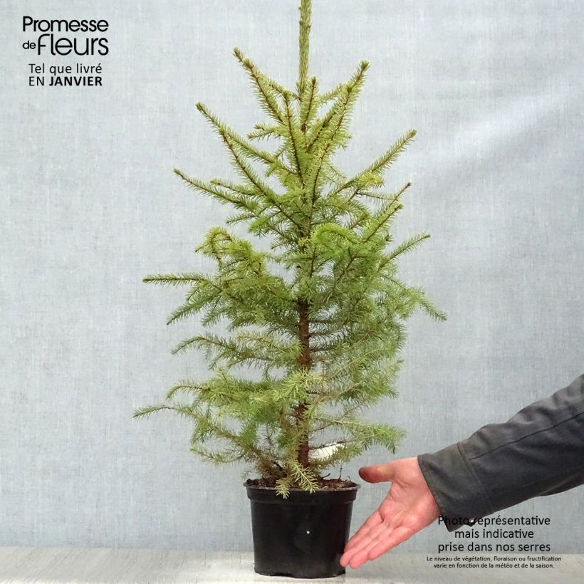 Exemplar von Picea omorika Nana Topf mit 2L/3L wie im Winter geliefert