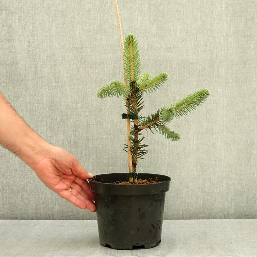 Exemplar von Picea chihuahuana Topf mit 3L/4L wie im Sommer geliefert