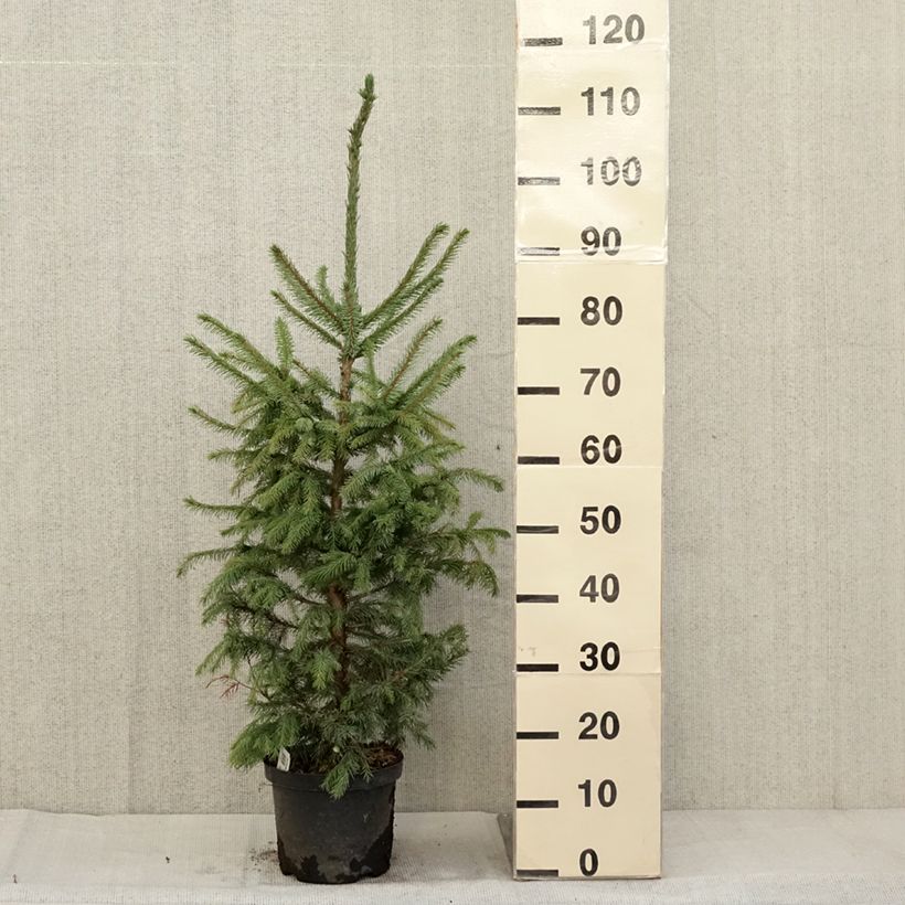 Example of Picea omorika Nana Topf mit 2L/3L as you get in automne