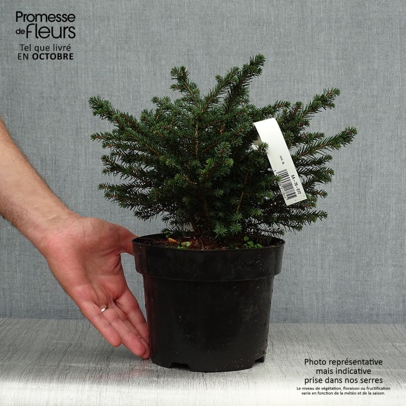 Example of Picea omorika Karel Topf mit 2L/3L as you get in automne