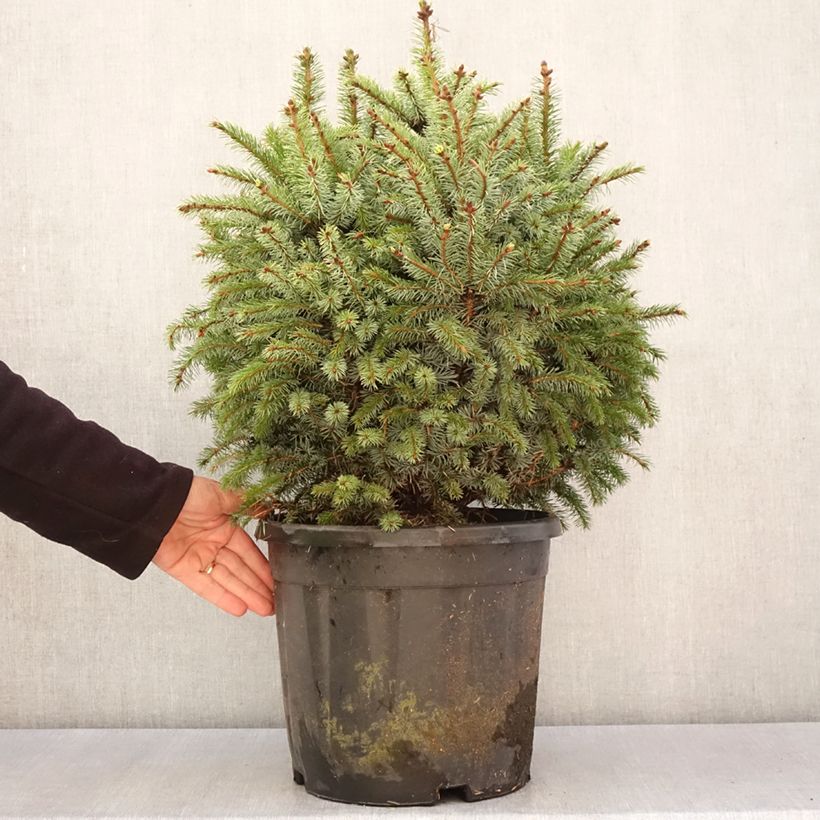Example of Picea sitchensis Tenas Stück as you get in printemps